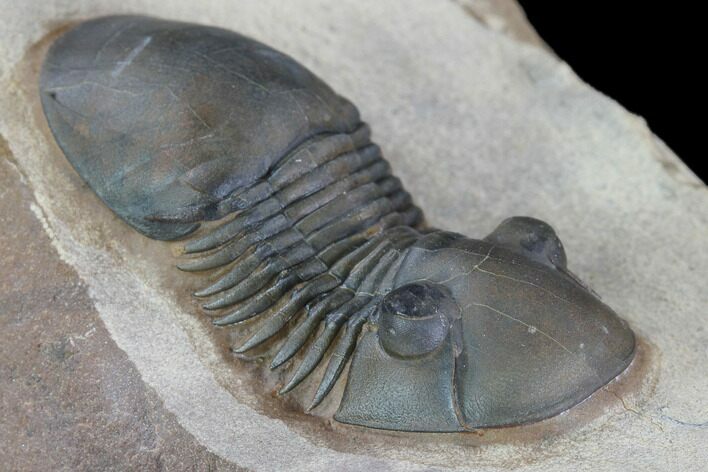 Brown Paralejurus Trilobite - Gorgeous Specimen #86898